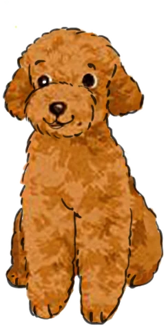 Rico the labradoodle